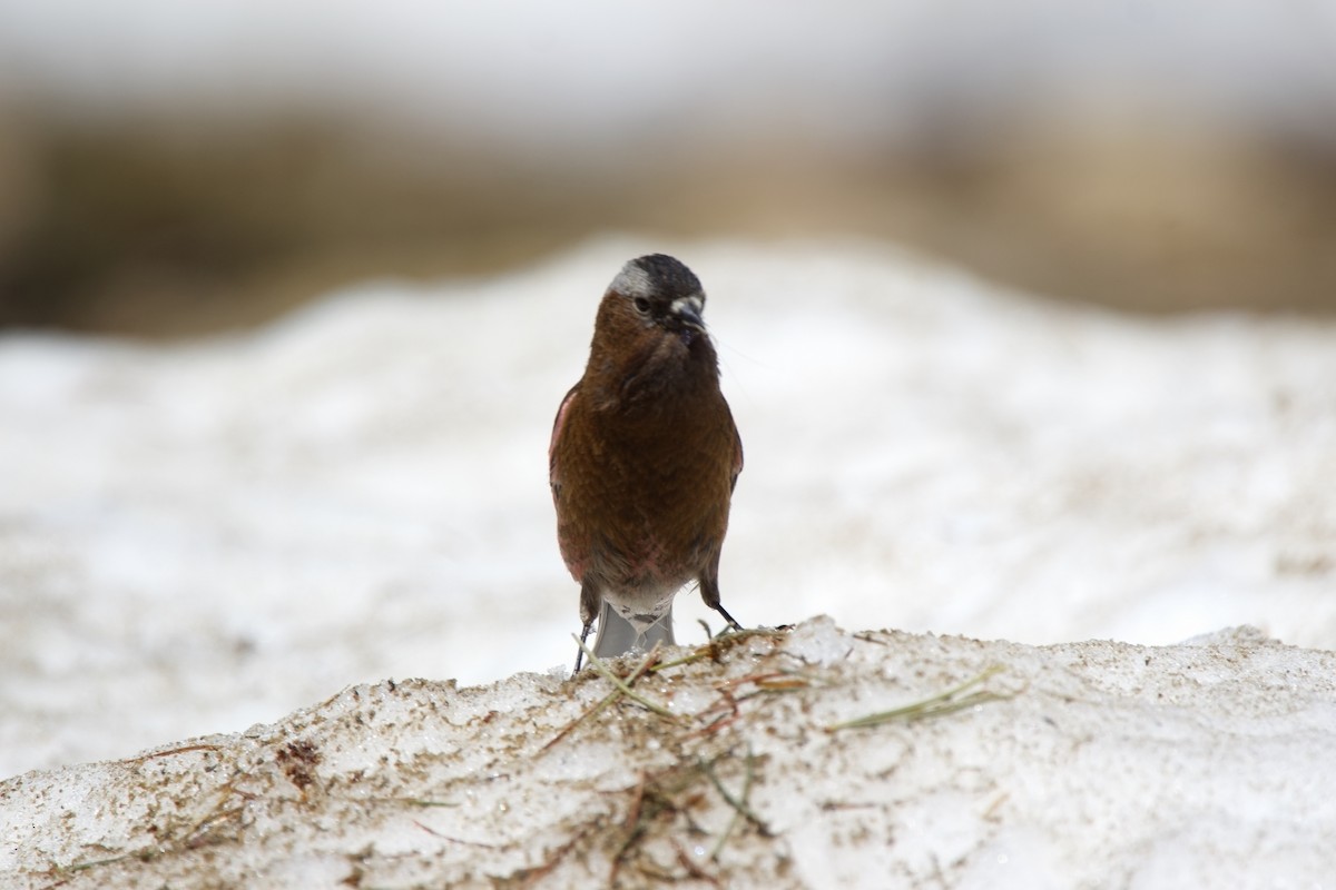 Gray-crowned Rosy-Finch - ML620813078