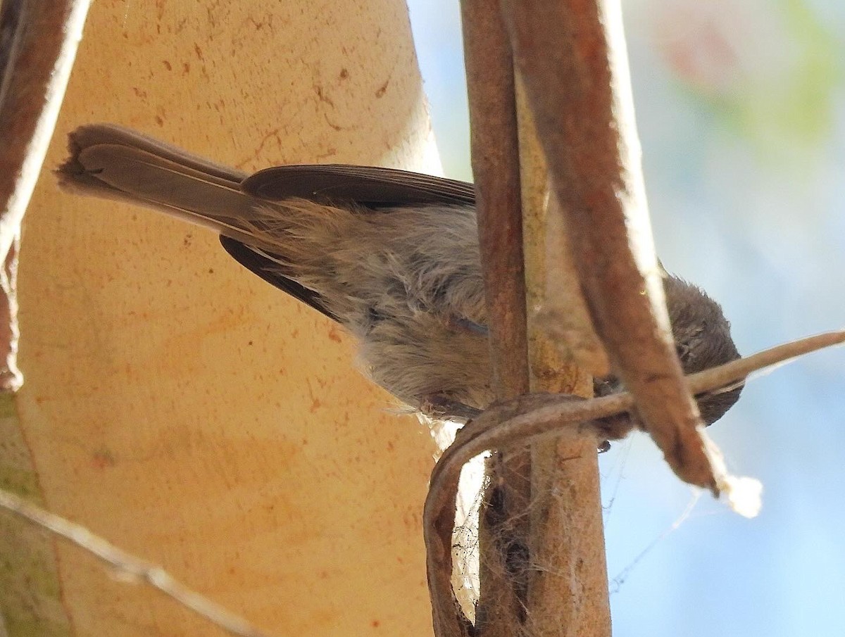 Oak Titmouse - ML620813079