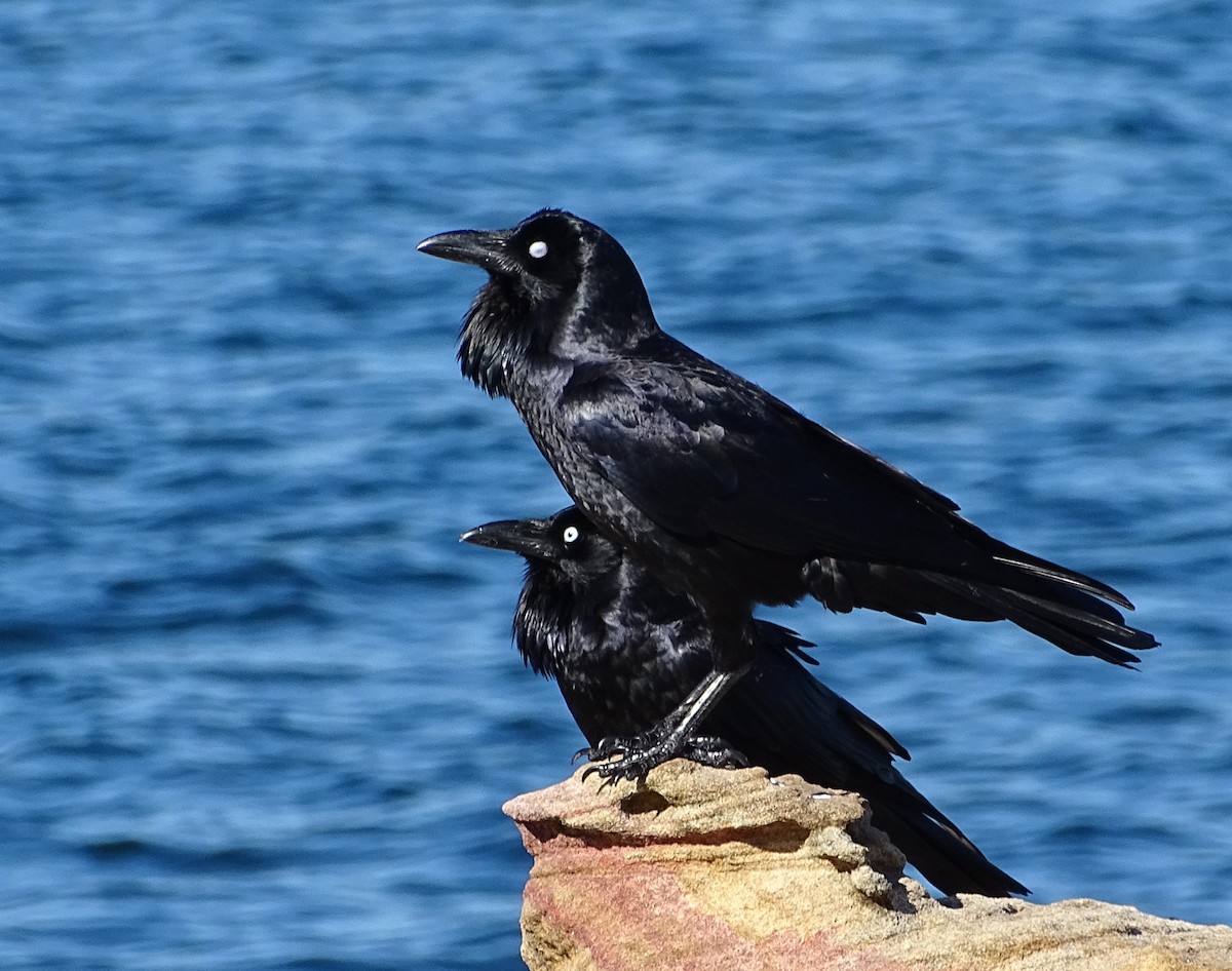 Australian Raven - ML620813082