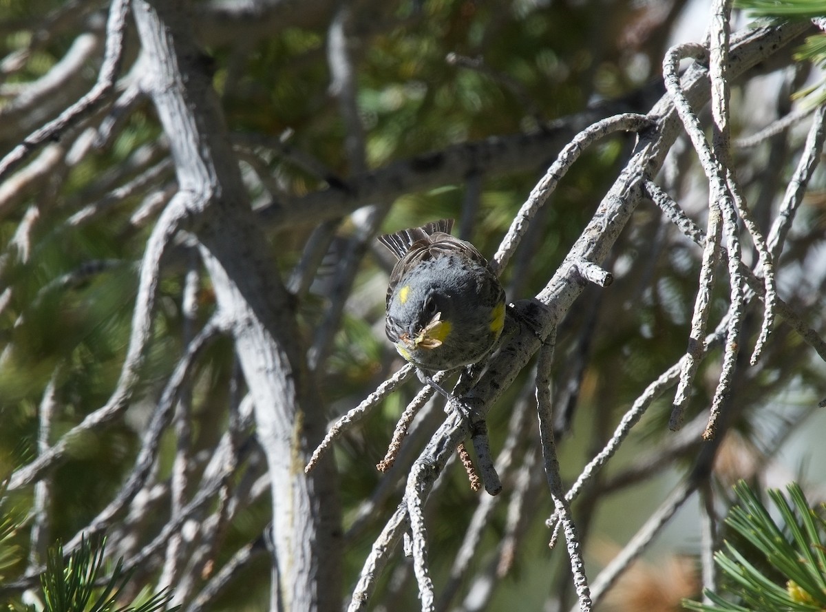 Kronenwaldsänger (Audubonwaldsänger) - ML620813090