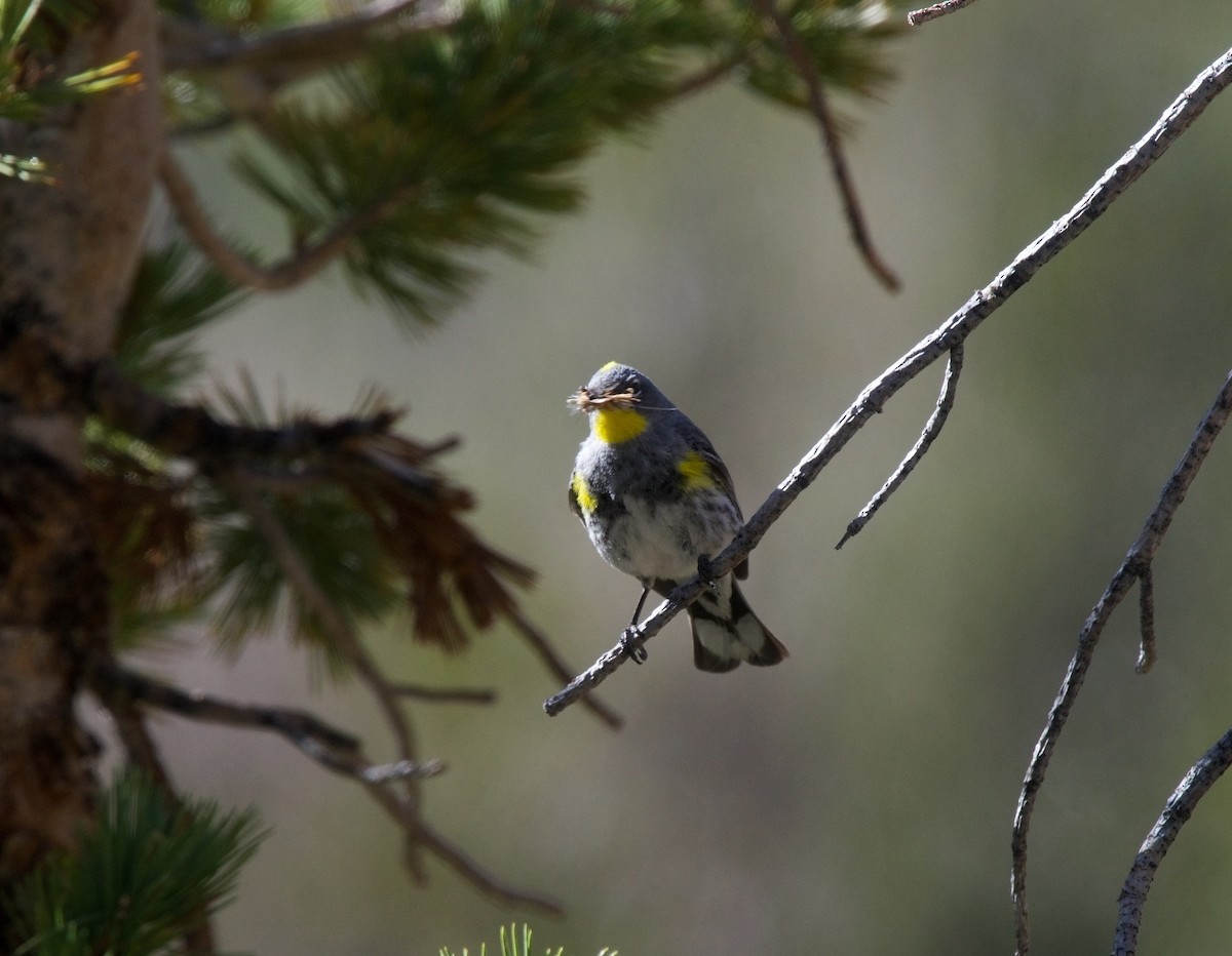 Yellow-rumped Warbler (Audubon's) - ML620813091