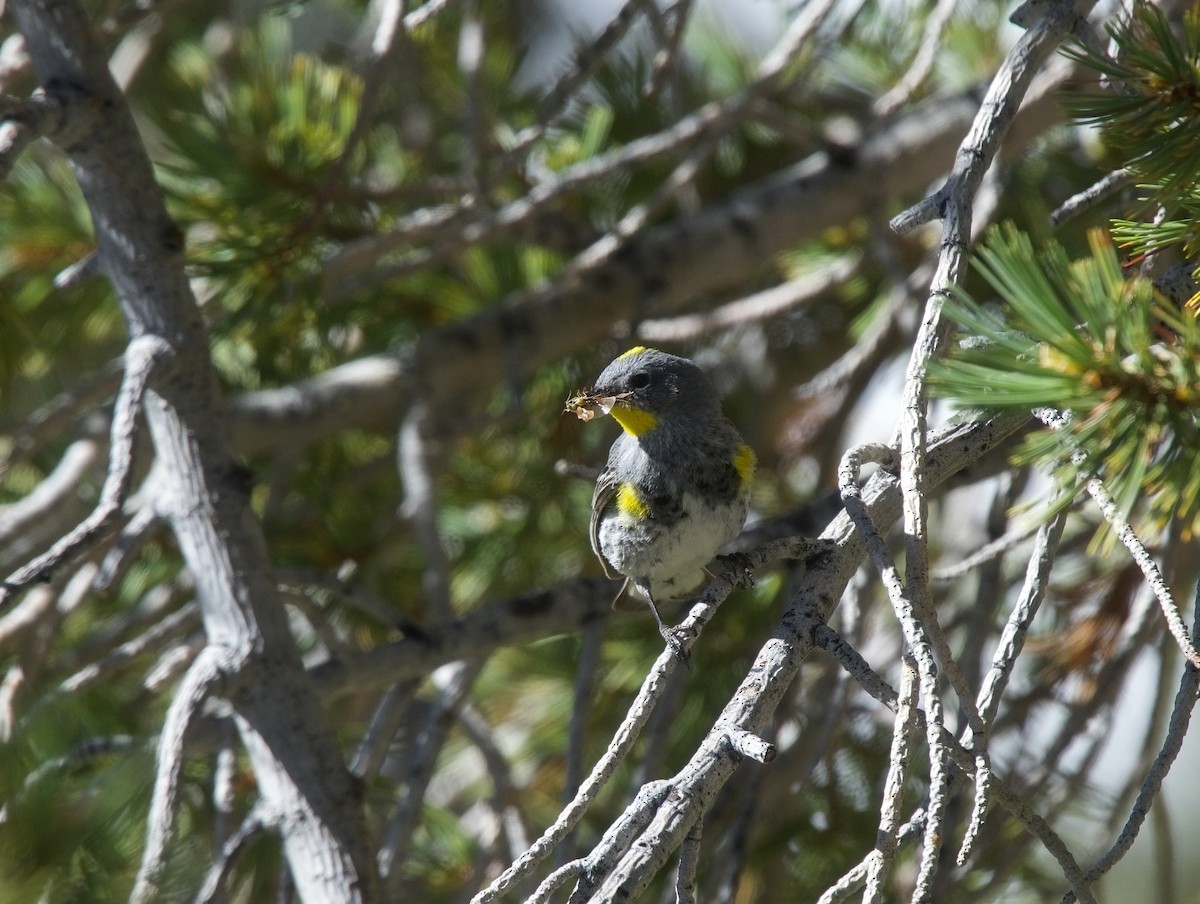 Yellow-rumped Warbler (Audubon's) - ML620813092