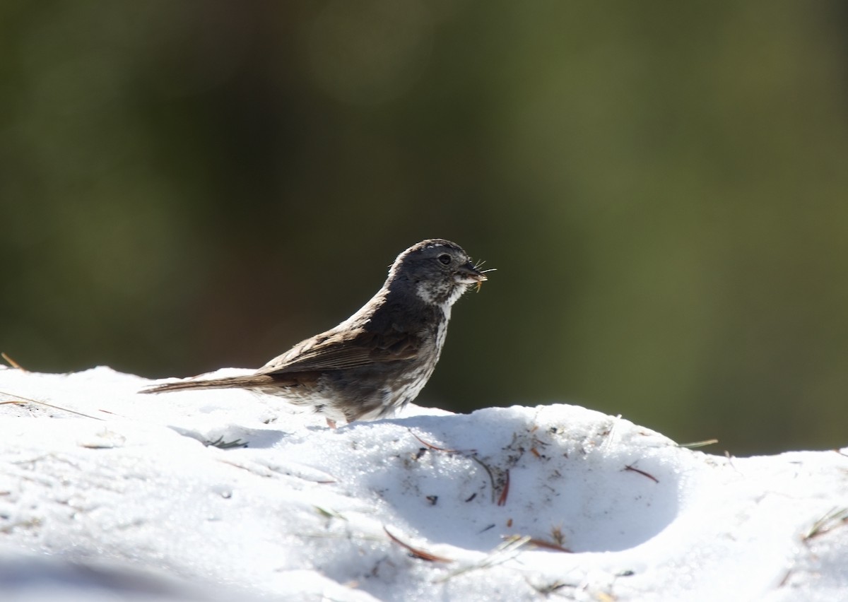 Fox Sparrow (Thick-billed) - ML620813097