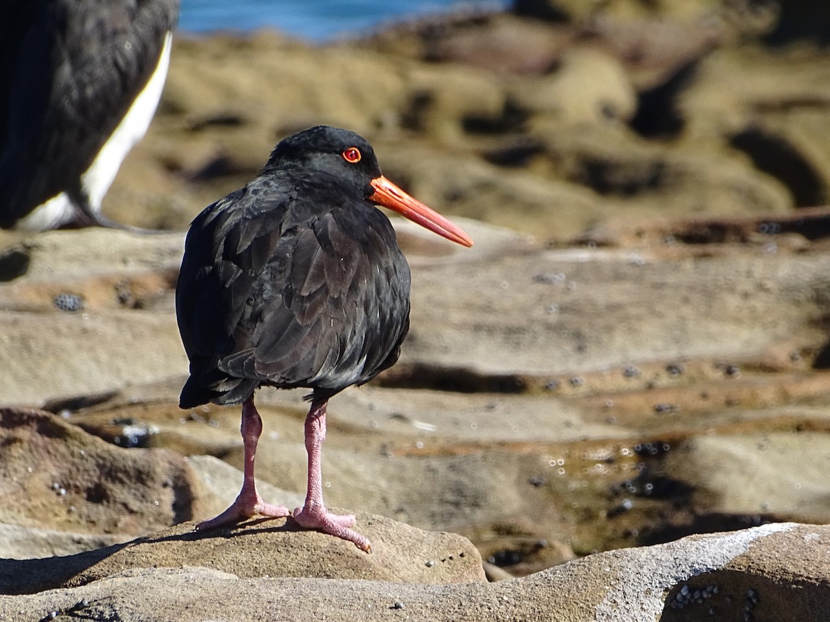 Sooty Oystercatcher - ML620813098