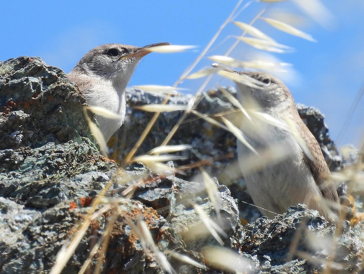 Rock Wren - ML620813099