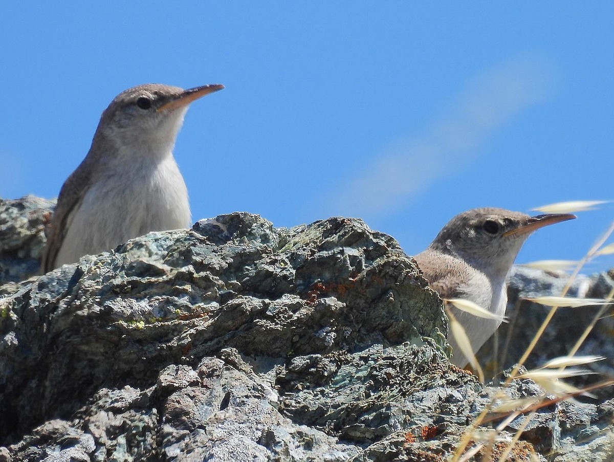 Rock Wren - ML620813100