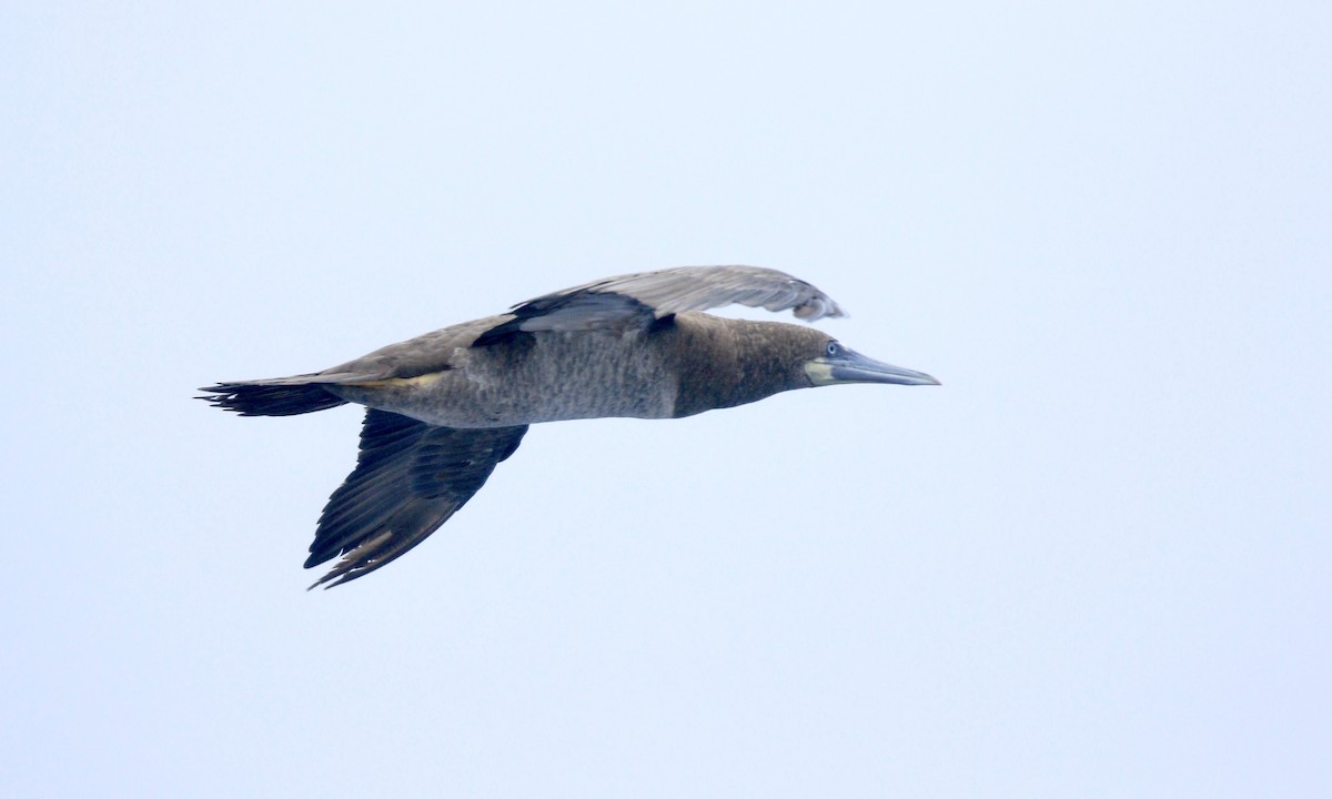 Brown Booby - ML620813101