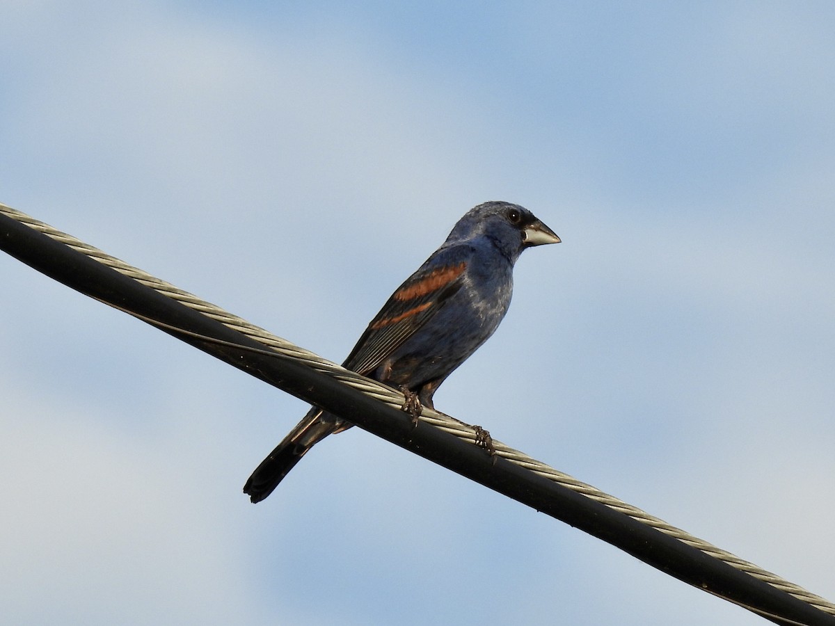 Blue Grosbeak - ML620813105