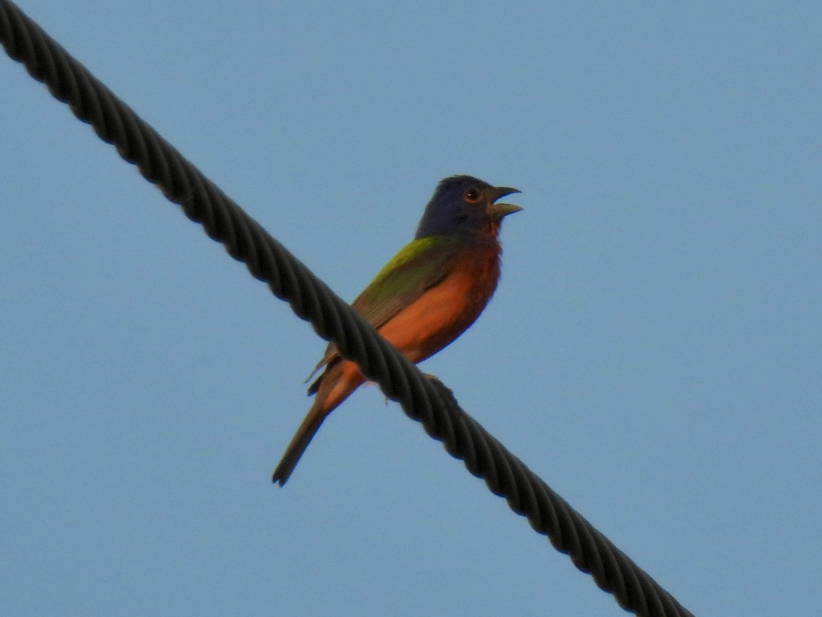 Painted Bunting - ML620813107