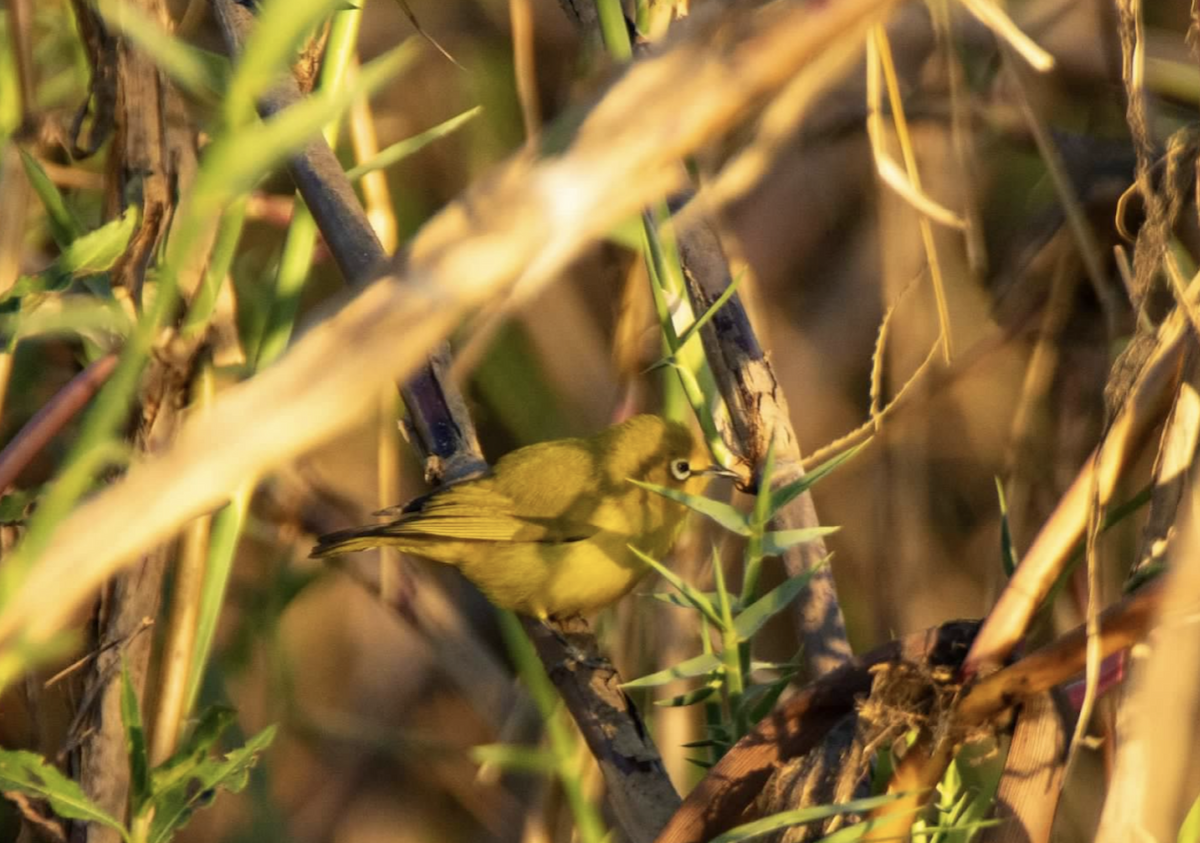 Southern Yellow White-eye - ML620813110