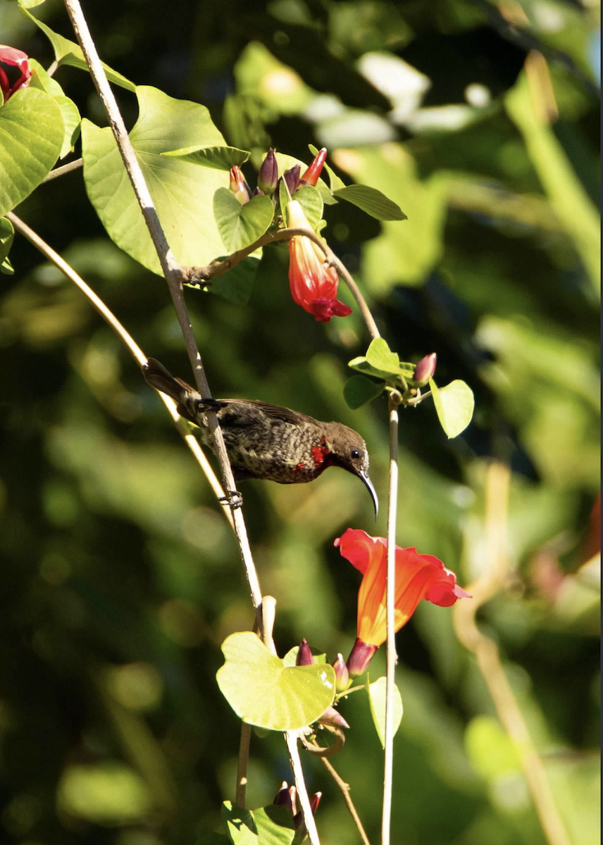 Scarlet-chested Sunbird - ML620813111