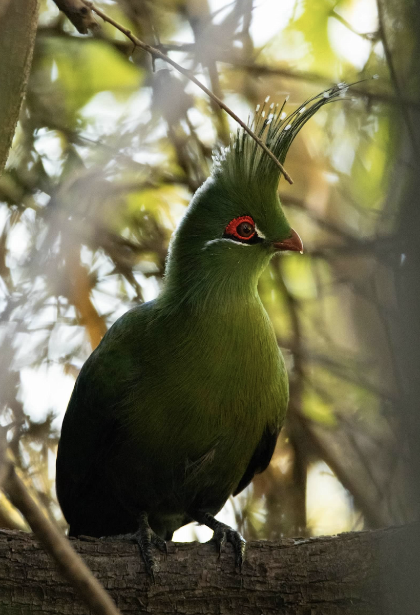 Turaco de Schalow - ML620813112