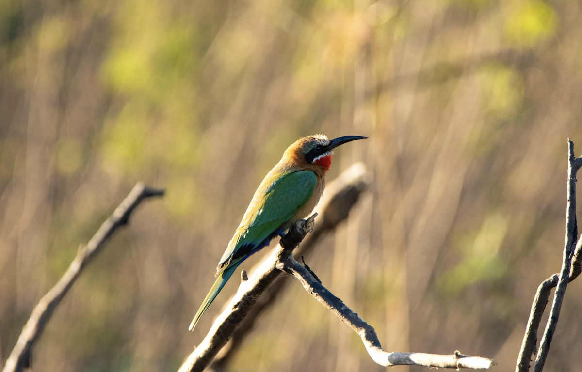 White-fronted Bee-eater - ML620813113