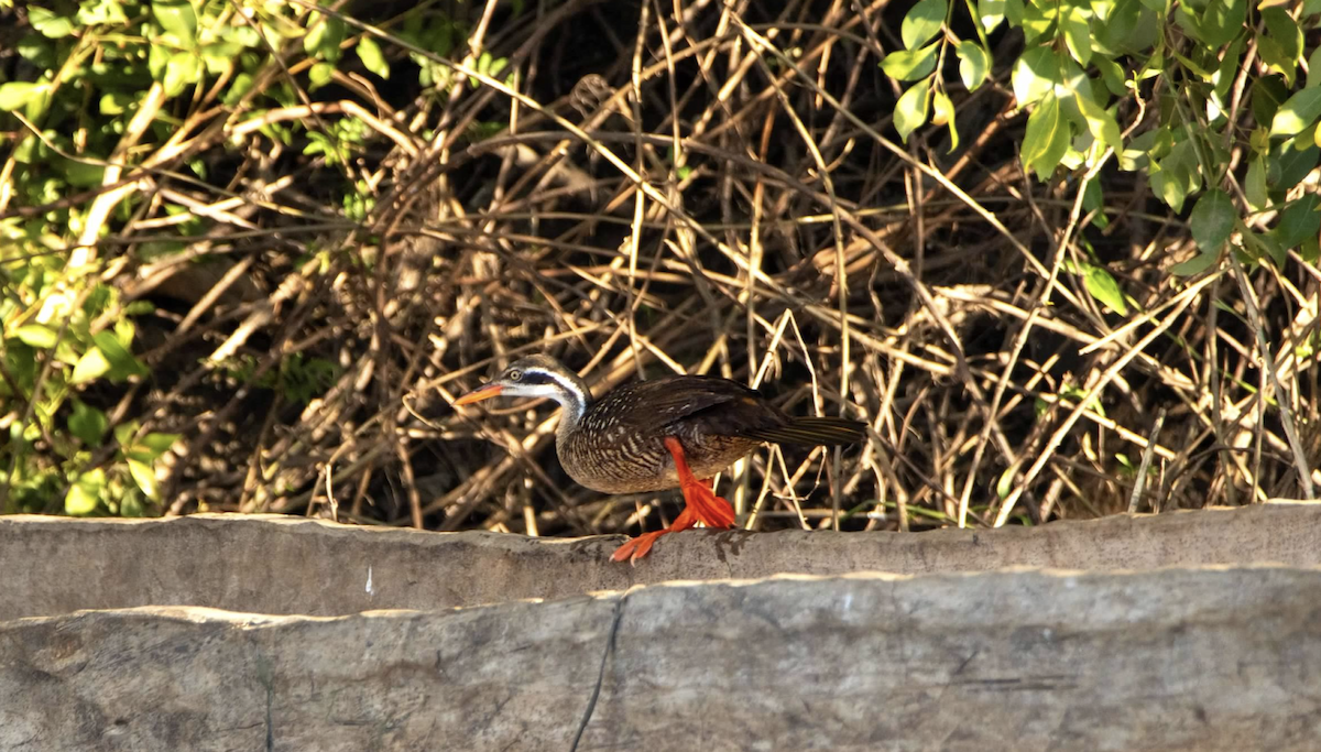 White-faced Whistling-Duck - ML620813121