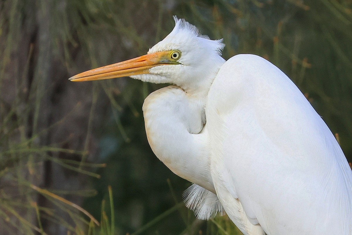 Great Egret - ML620813130