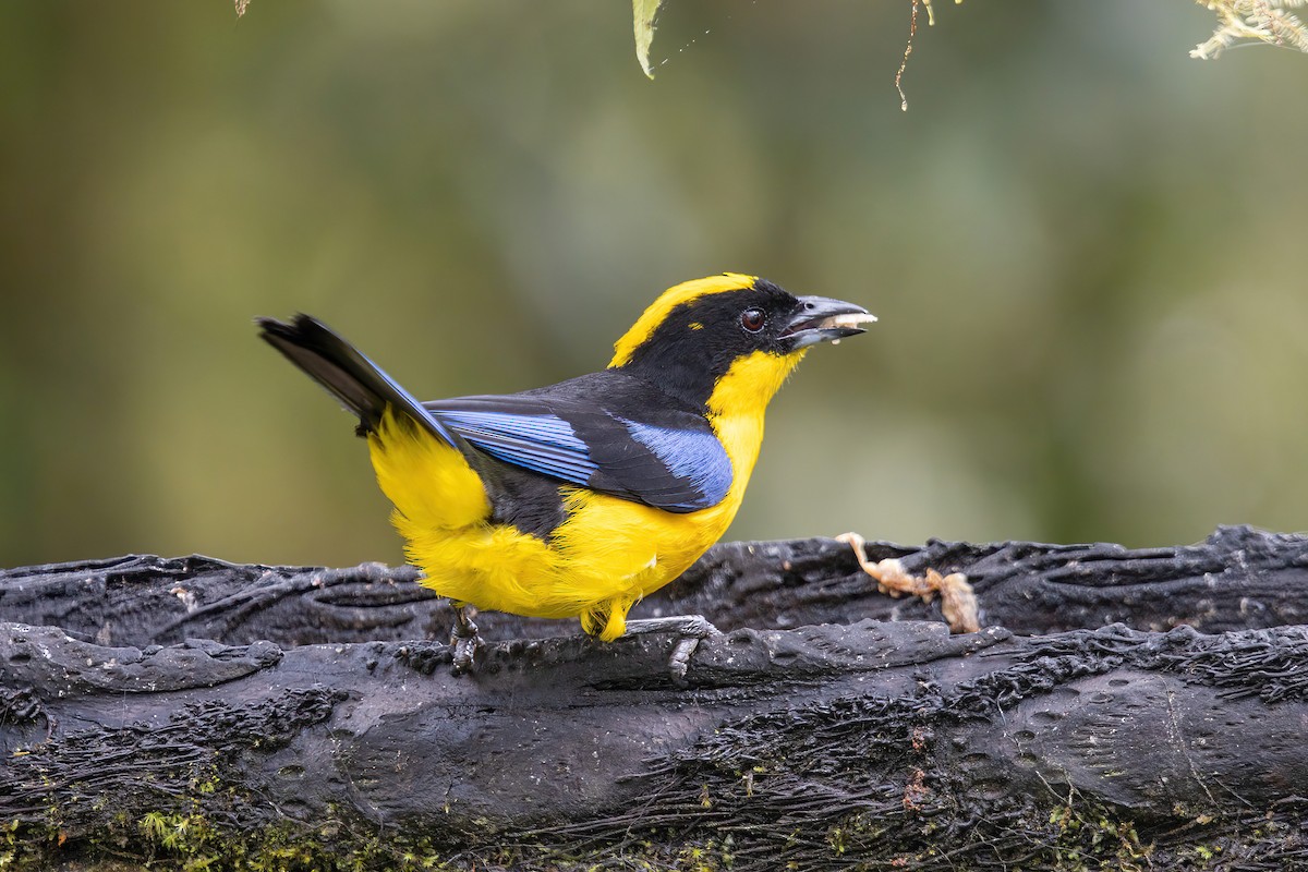 Blue-winged Mountain Tanager - ML620813135