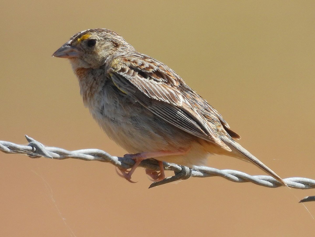 Grasshopper Sparrow - ML620813136