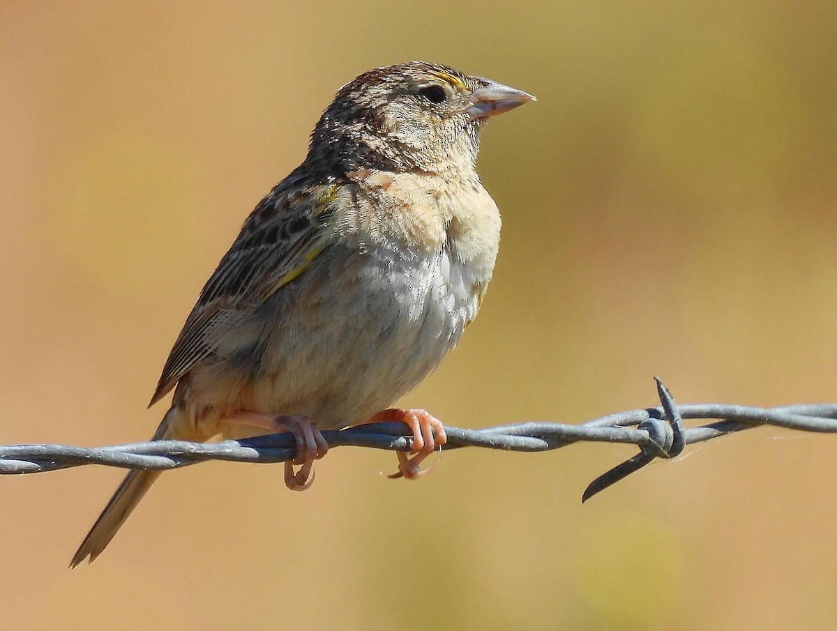 Grasshopper Sparrow - ML620813137