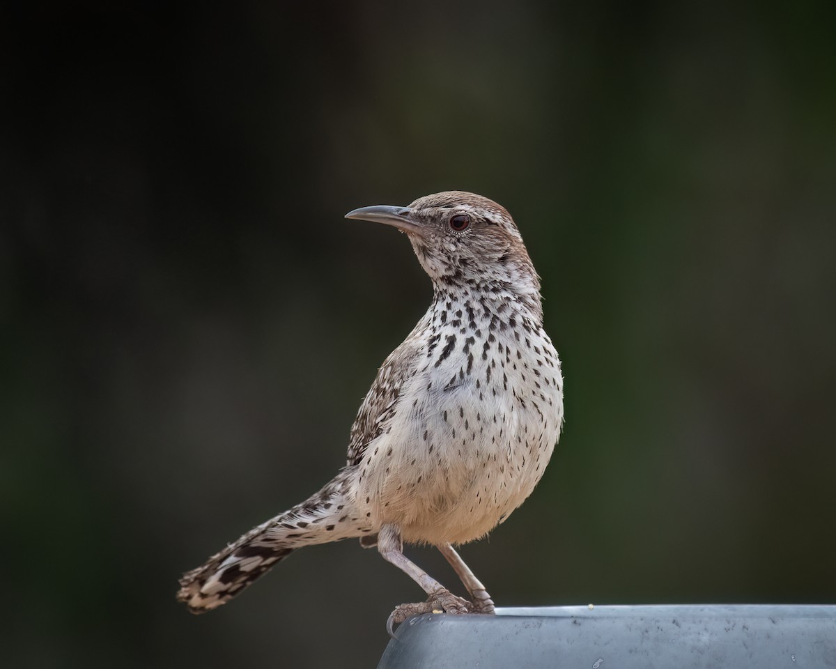 Cactus Wren - ML620813139