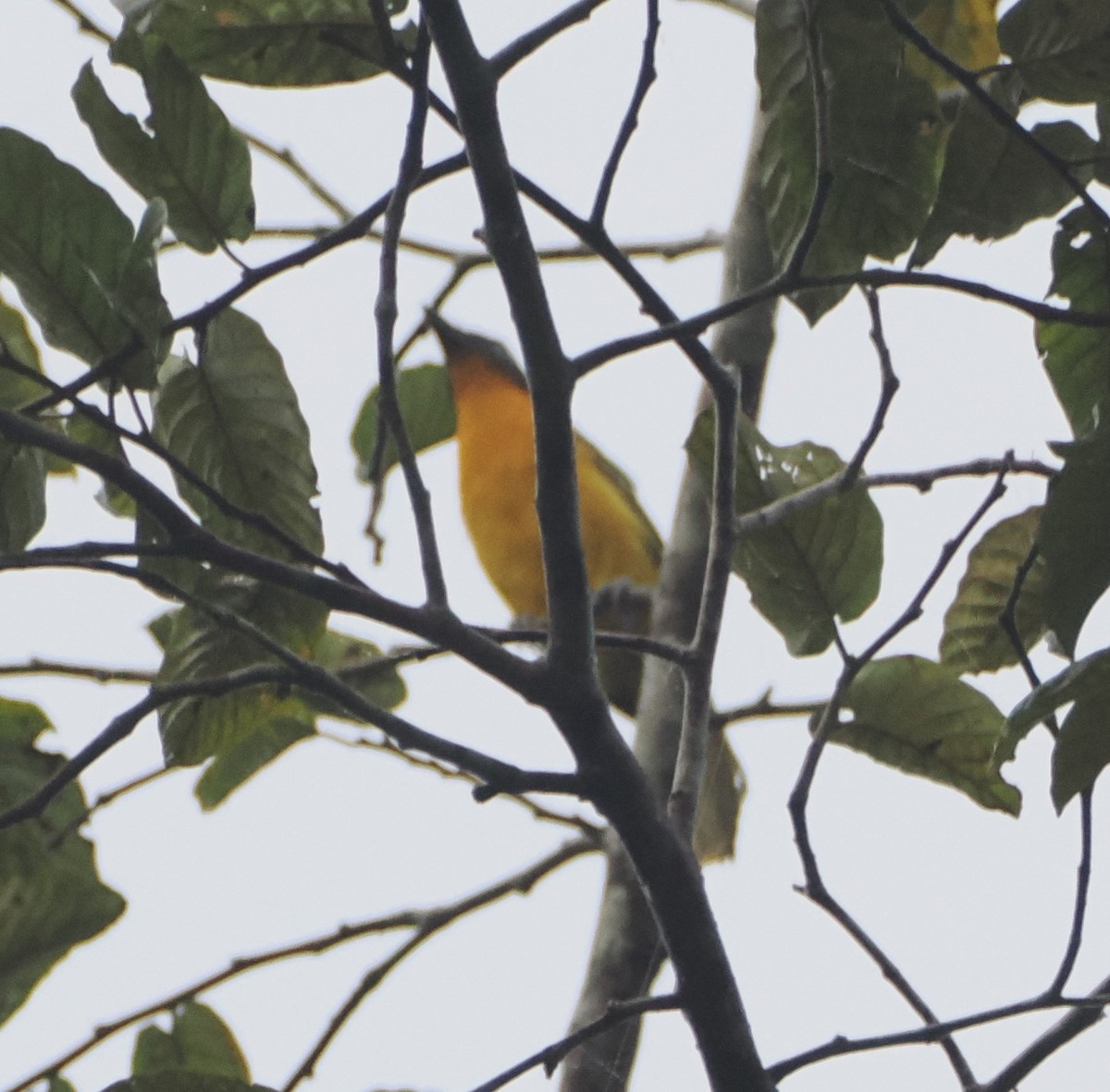 Lagden's Bushshrike - ML620813142