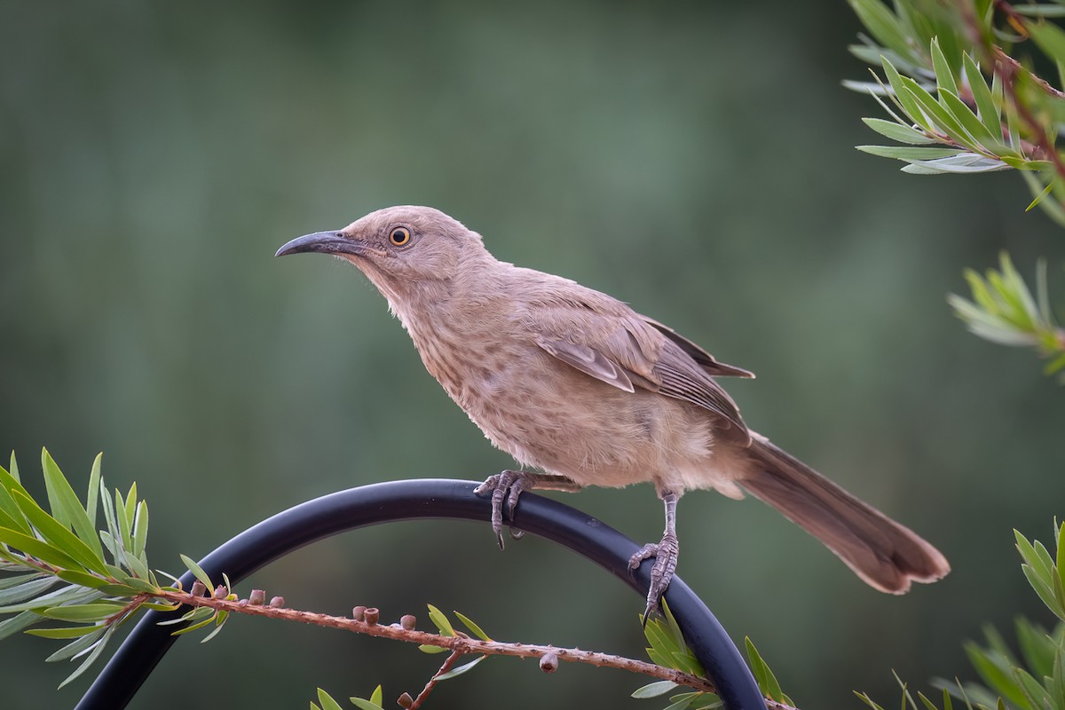 Curve-billed Thrasher - ML620813143