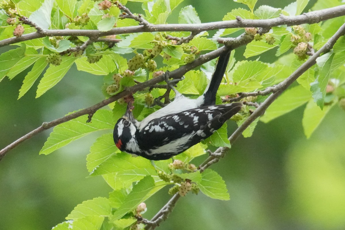 Downy Woodpecker - ML620813144