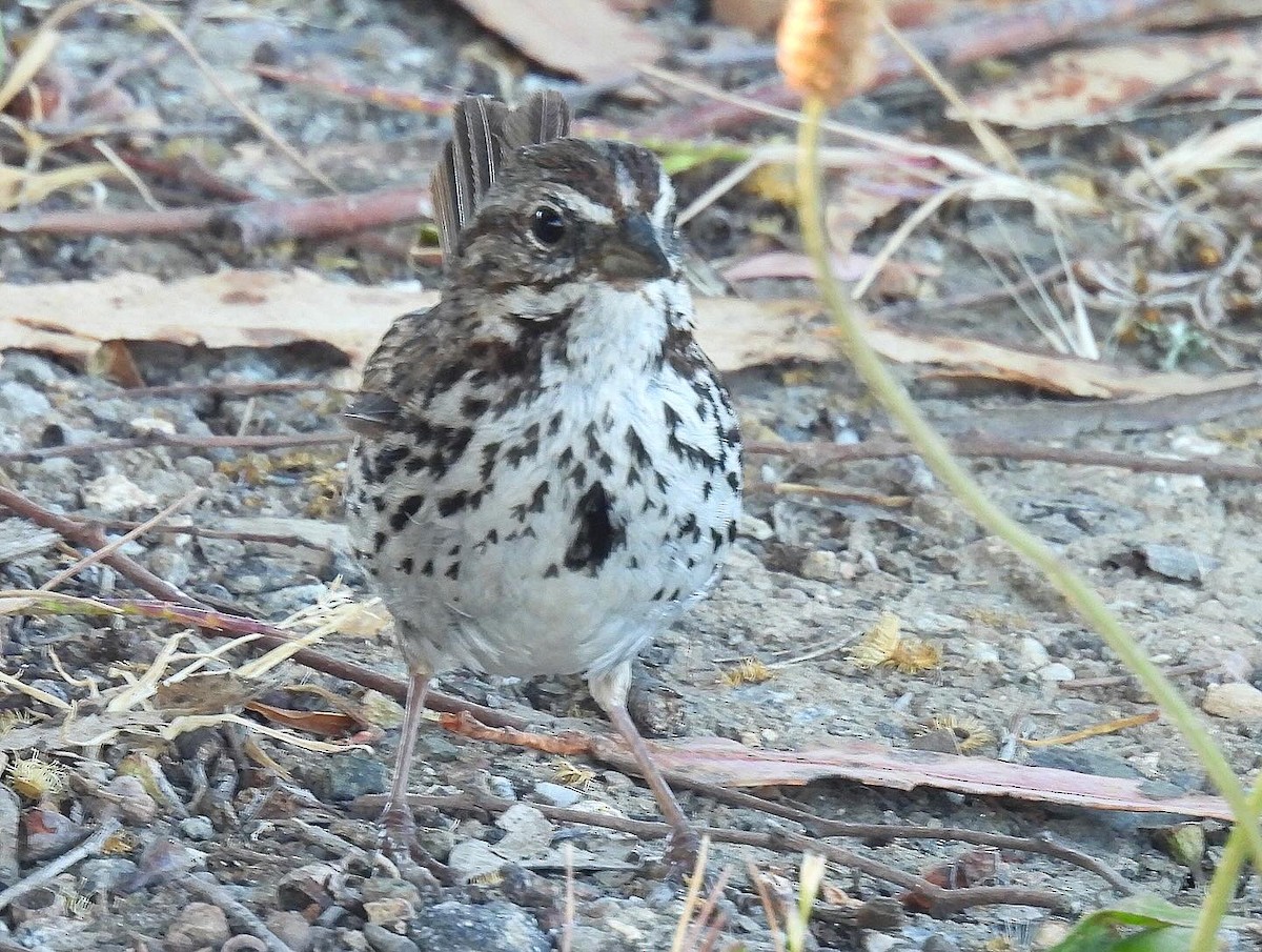 Song Sparrow - ML620813145