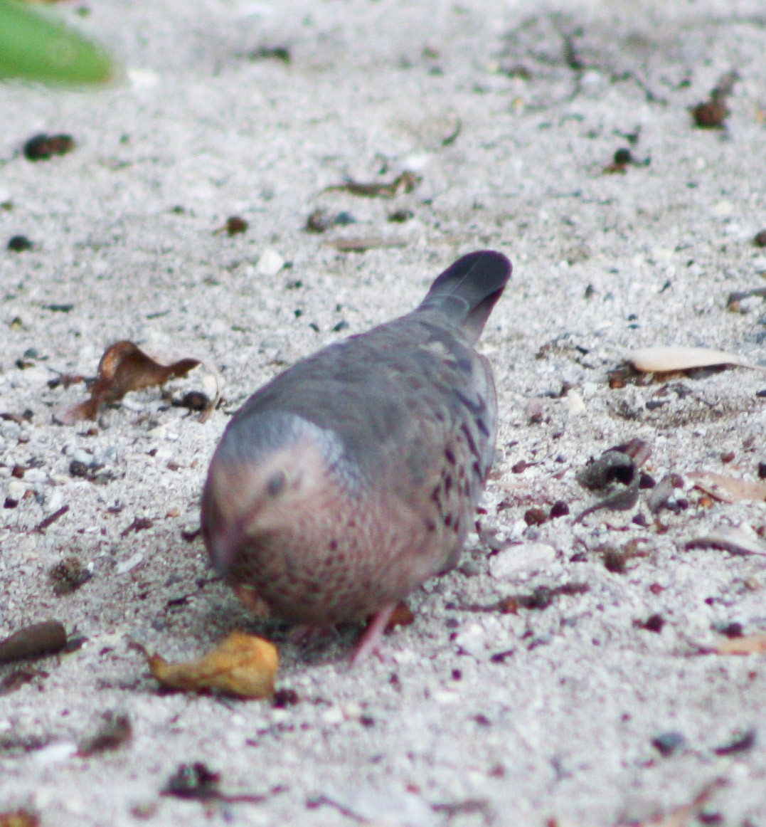 Common Ground Dove - ML620813146