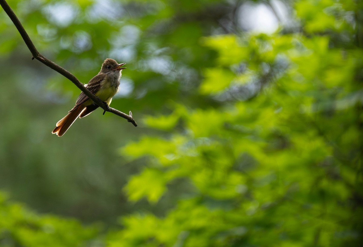 Great Crested Flycatcher - ML620813153