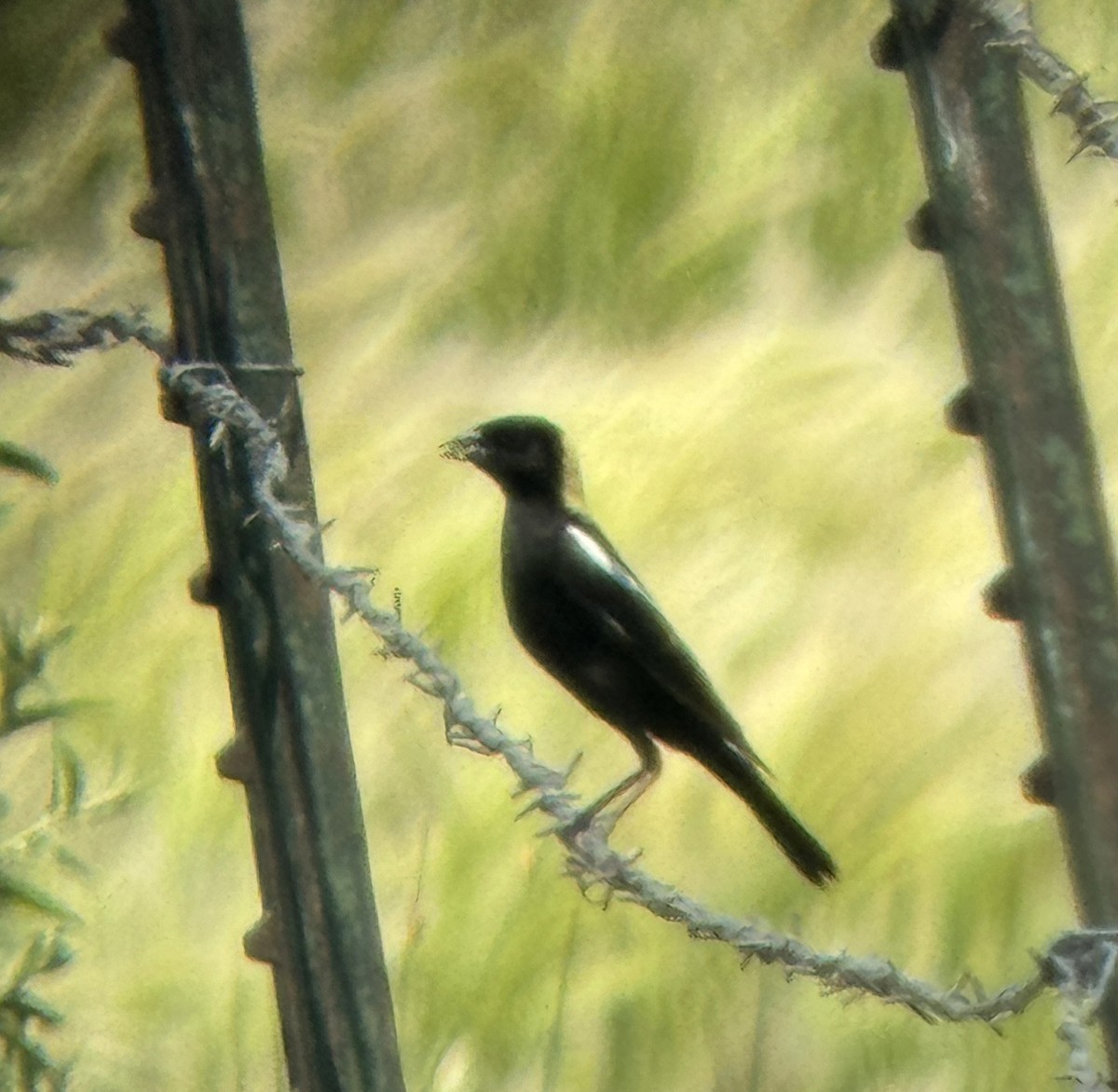 bobolink - ML620813154