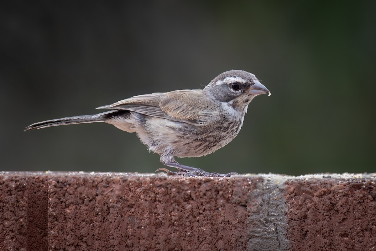 Black-throated Sparrow - ML620813161
