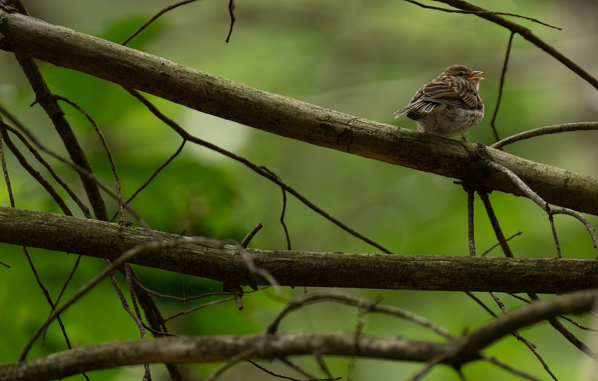 Chipping Sparrow - Henry Witsken