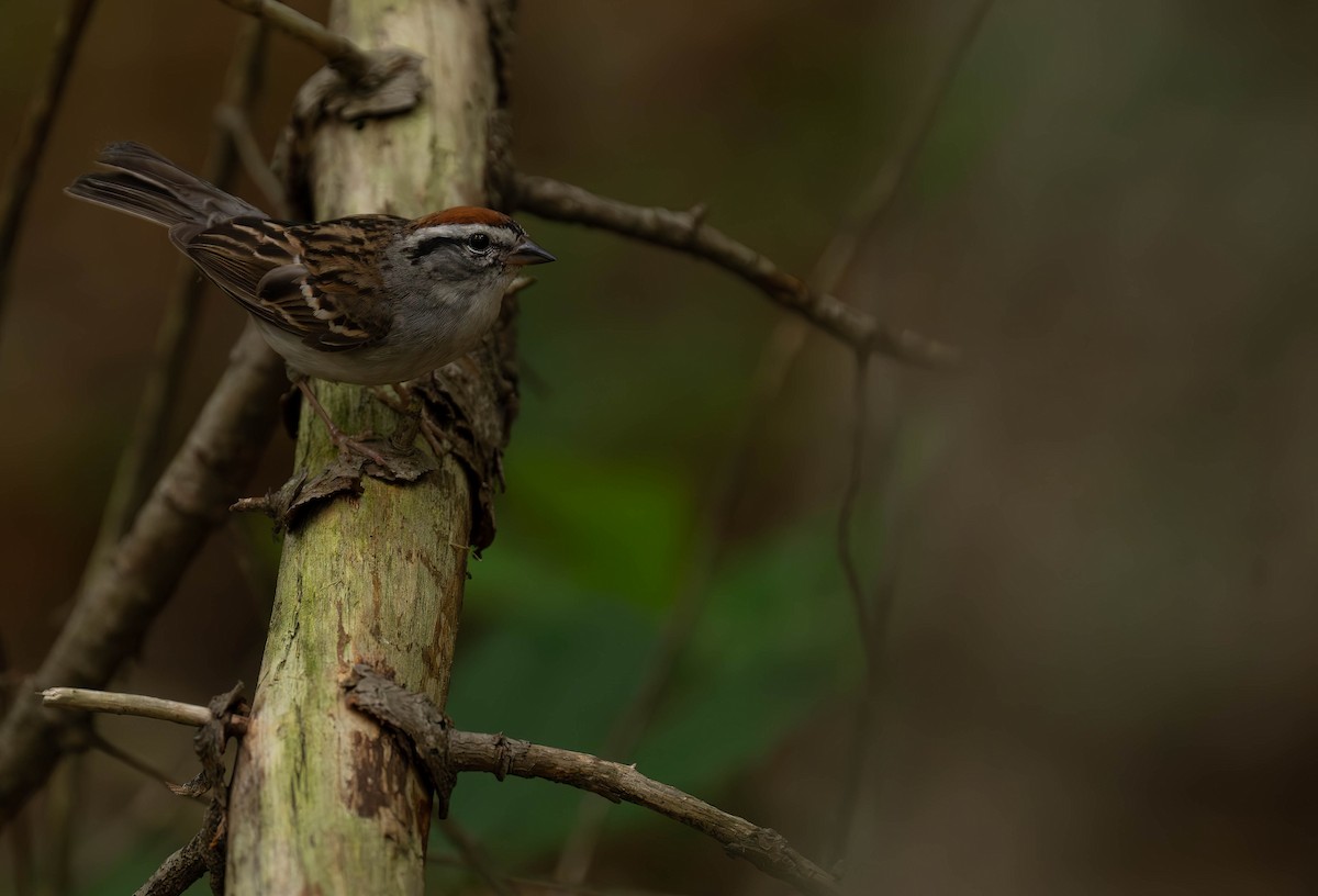 Chipping Sparrow - ML620813172