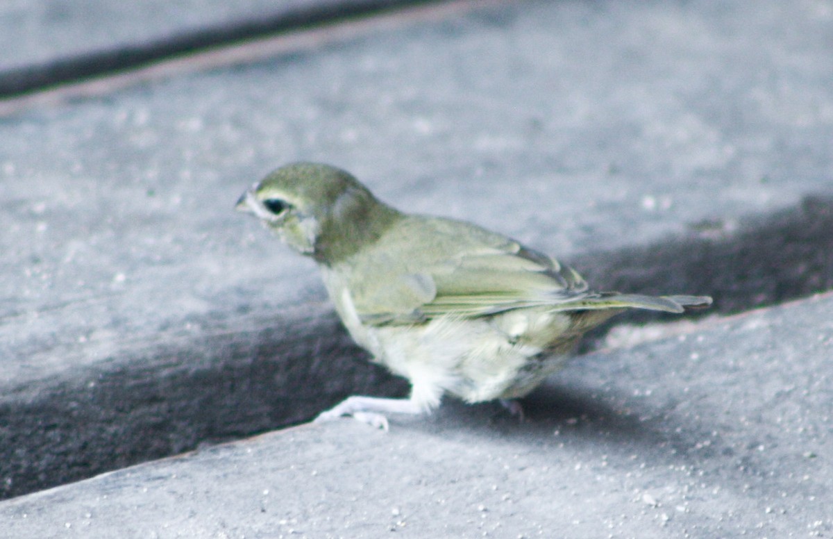 Yellow-faced Grassquit - ML620813173