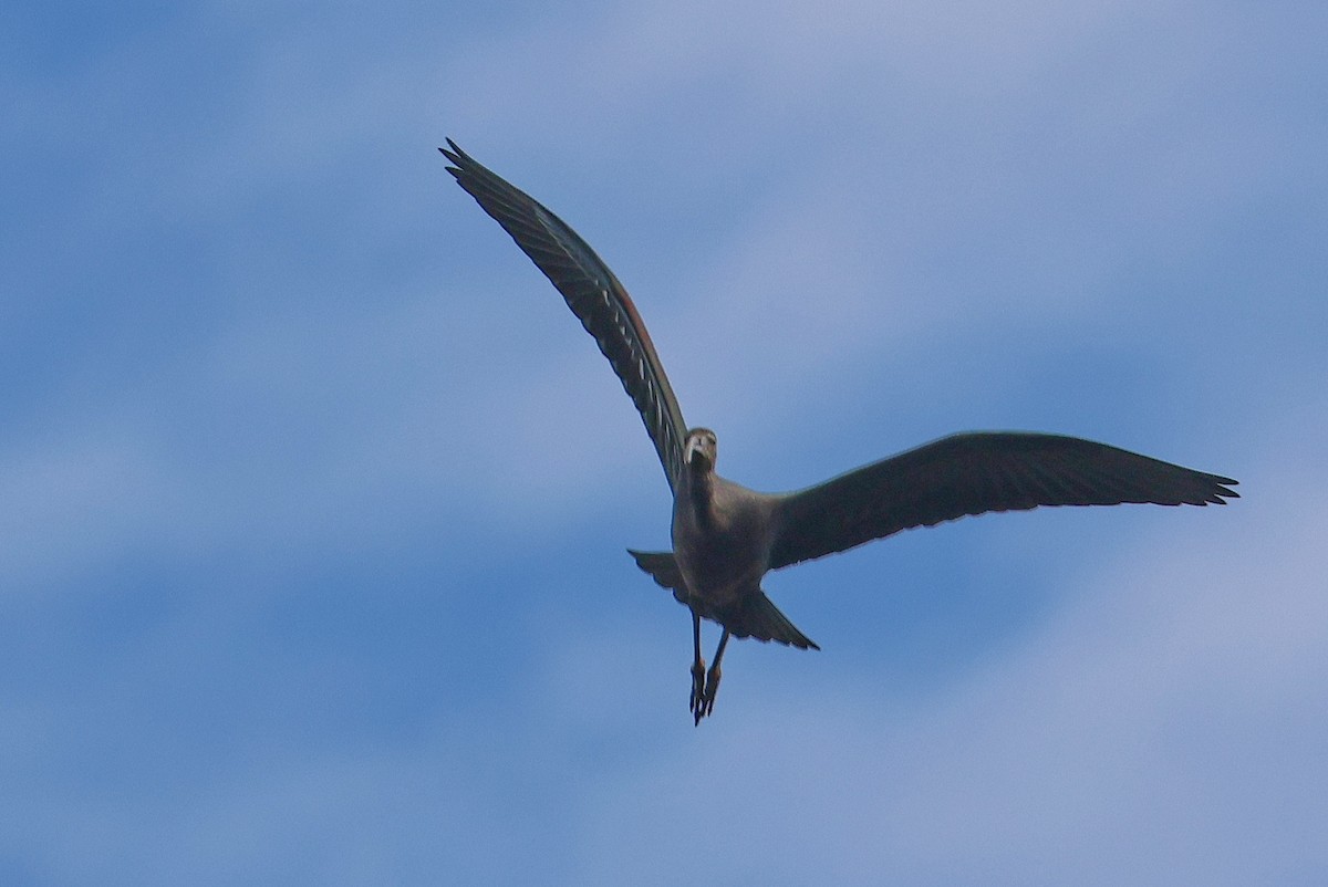 ibis hnědý - ML620813174