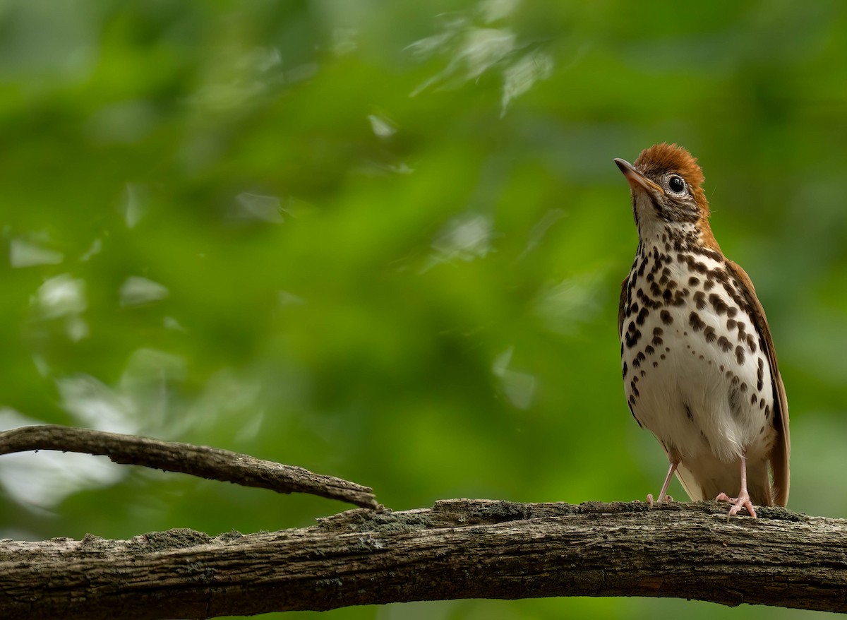 Wood Thrush - ML620813175