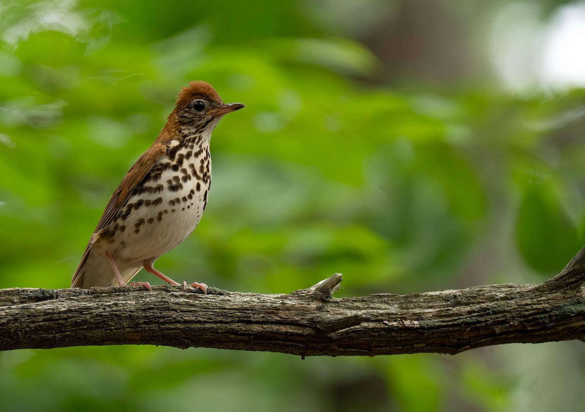 Wood Thrush - ML620813183