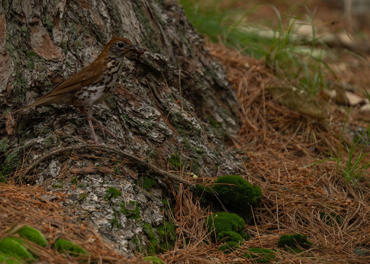 Wood Thrush - ML620813186