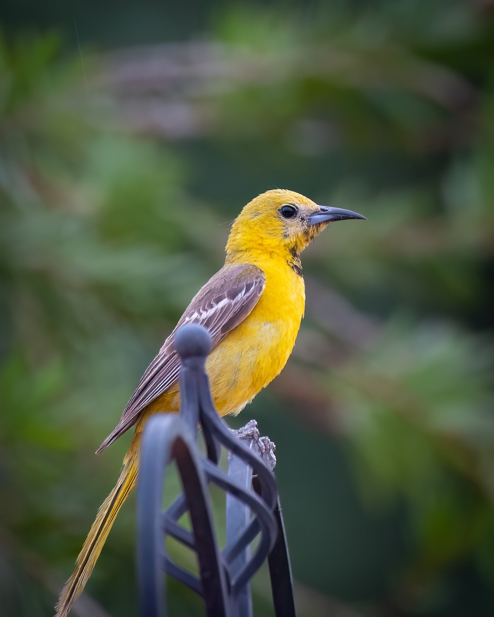 Hooded Oriole - ML620813187