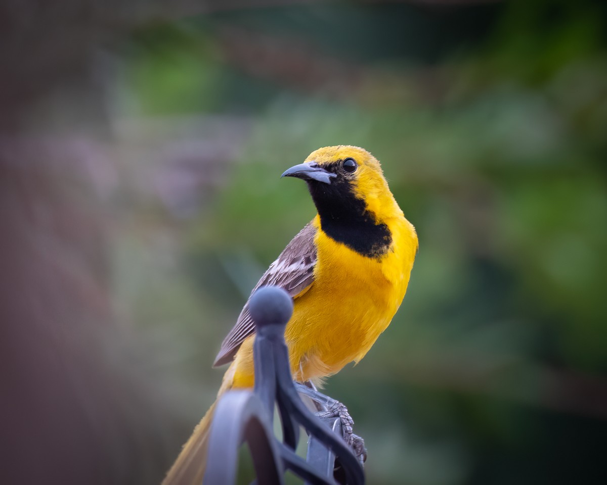 Hooded Oriole - ML620813188