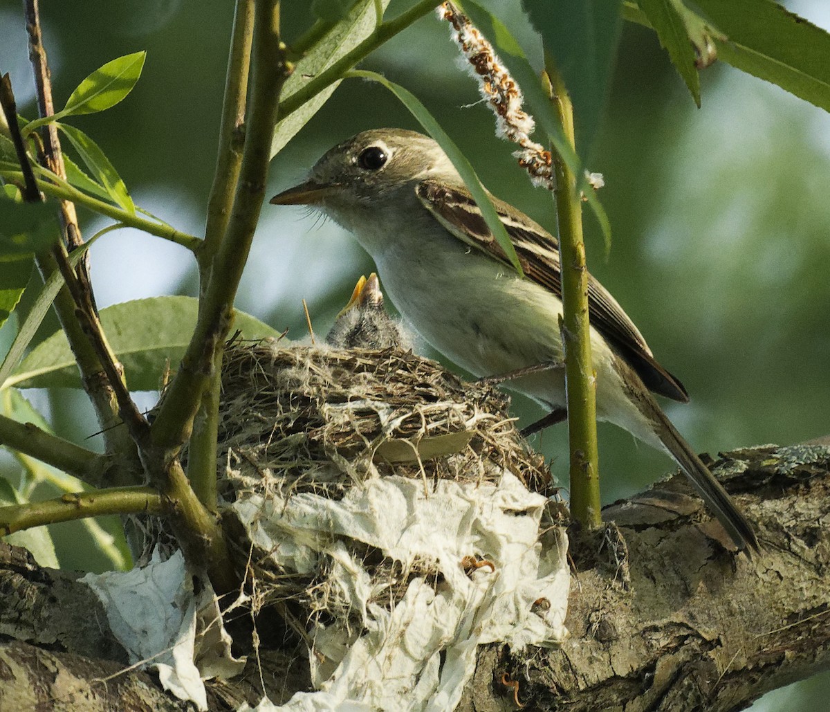 Alder/Willow Flycatcher (Traill's Flycatcher) - ML620813190