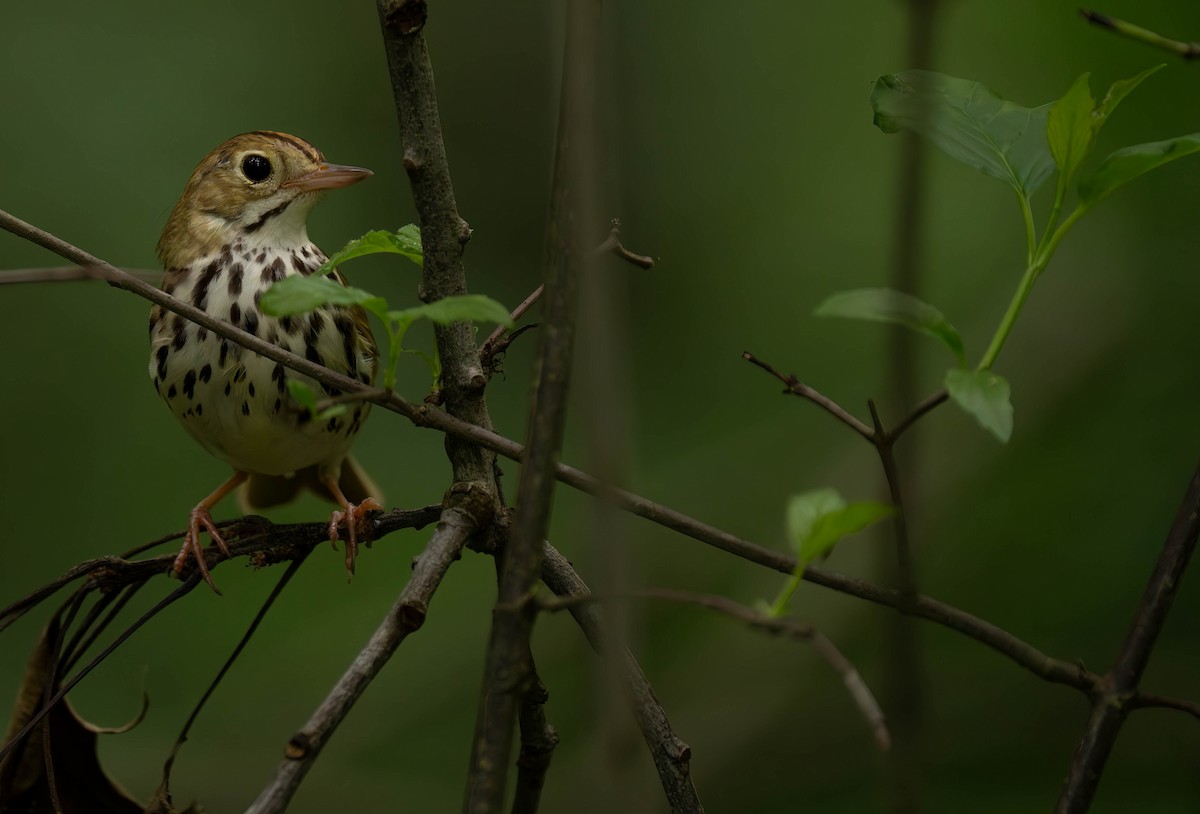 Ovenbird - ML620813191