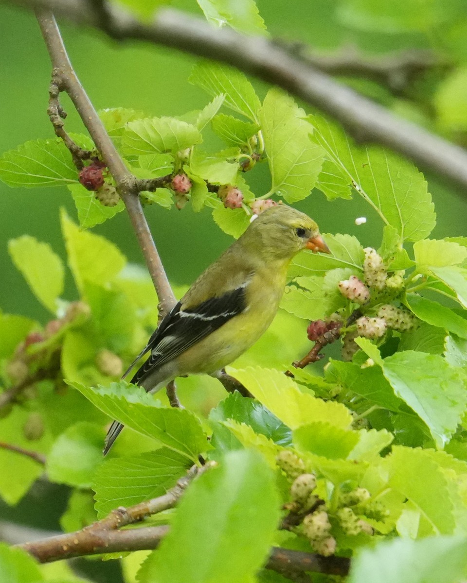 American Goldfinch - ML620813192