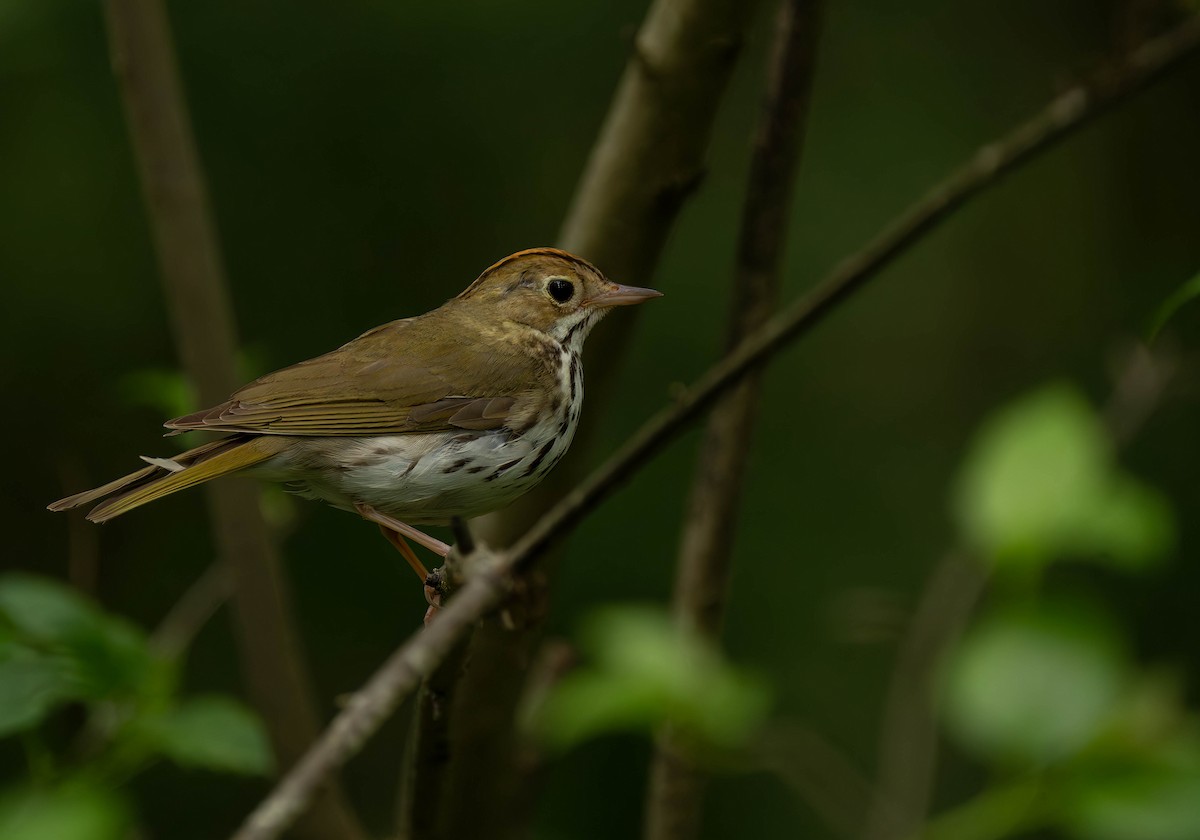 Paruline couronnée - ML620813193