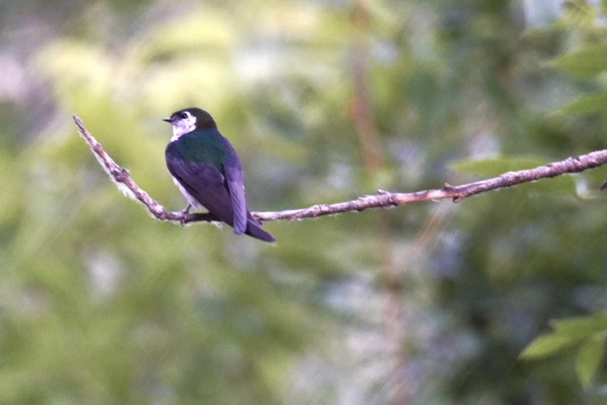 Violet-green Swallow - ML620813195