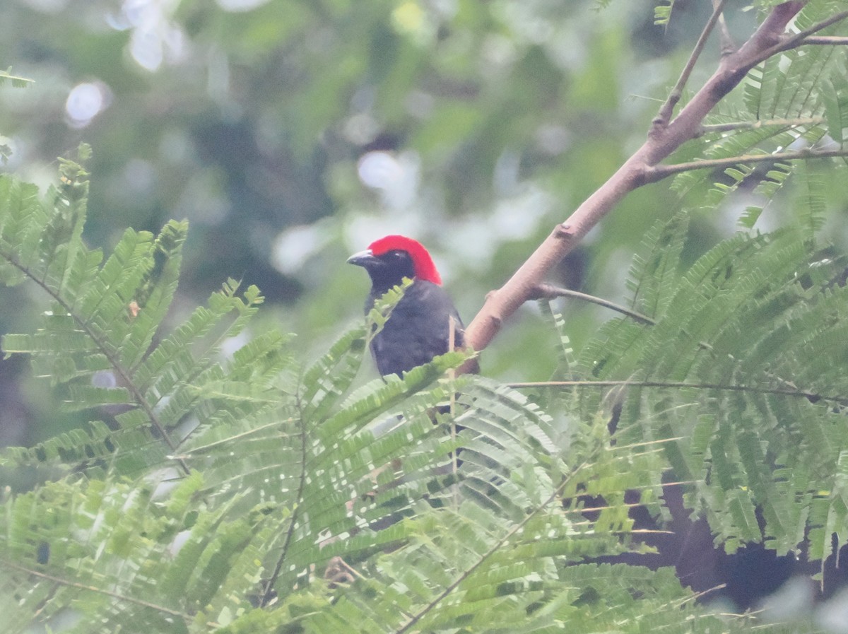 Malimbe à tête rouge - ML620813196