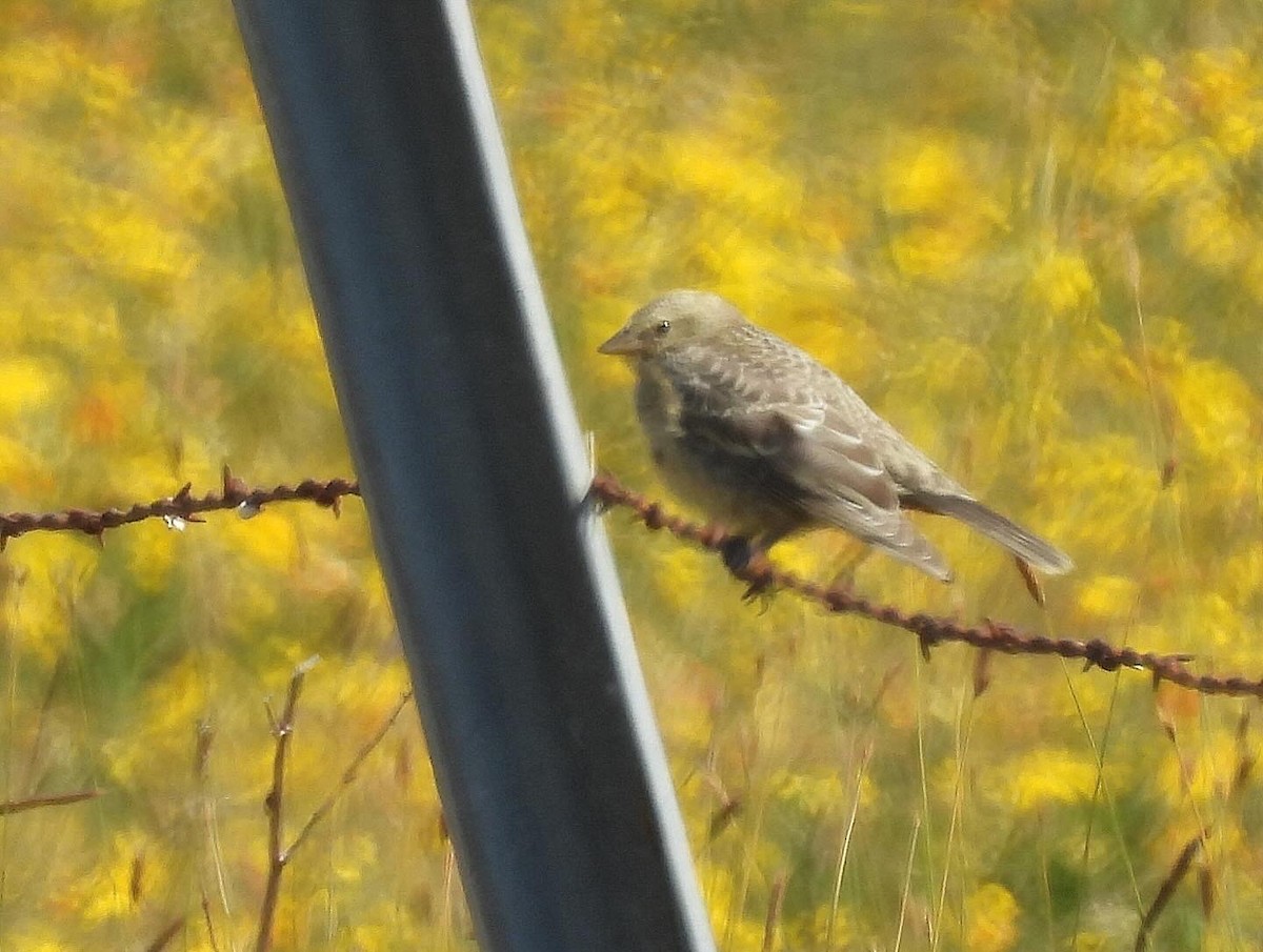 Brown-headed Cowbird - ML620813197