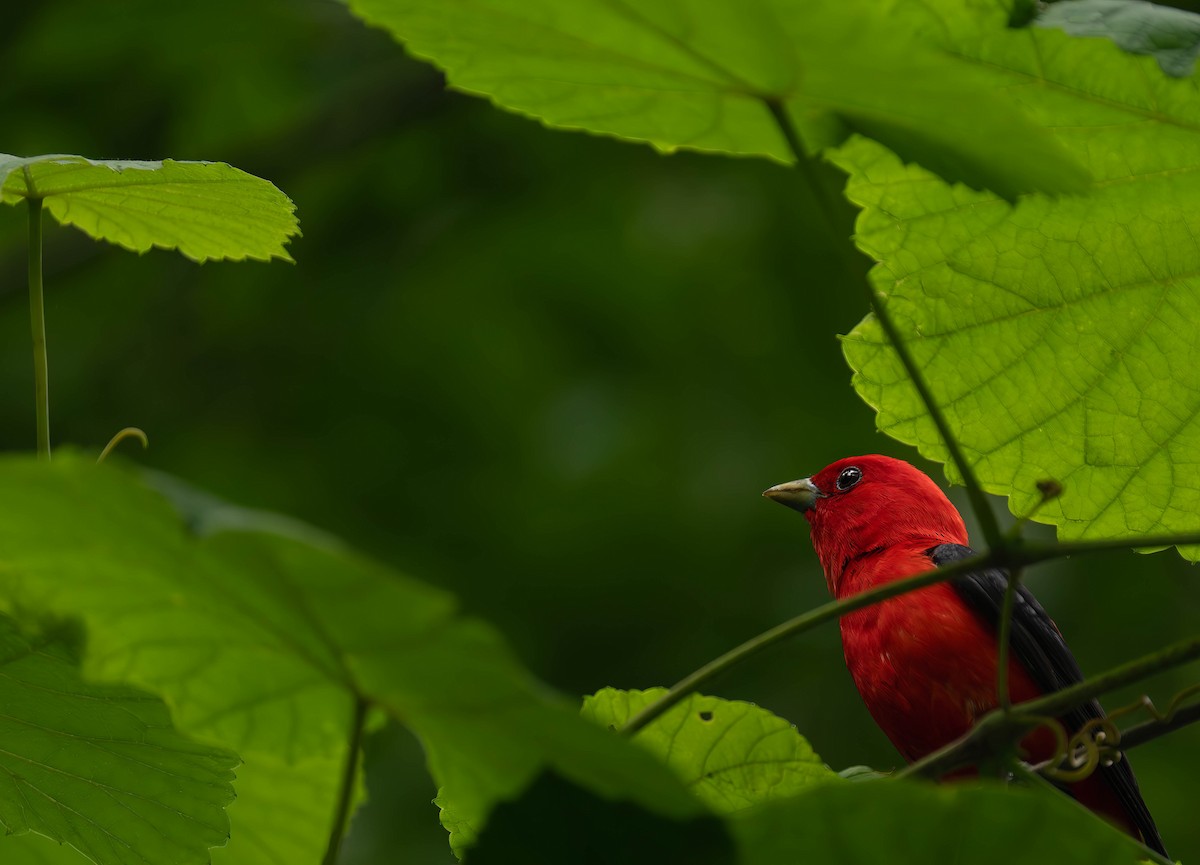 Scarlet Tanager - ML620813200
