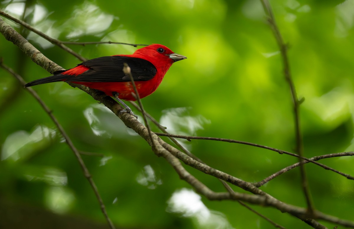 Scarlet Tanager - ML620813201