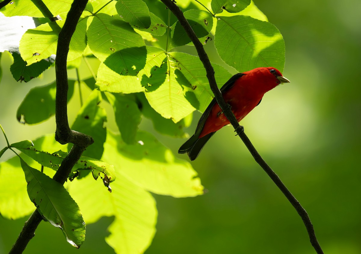 Scarlet Tanager - ML620813202